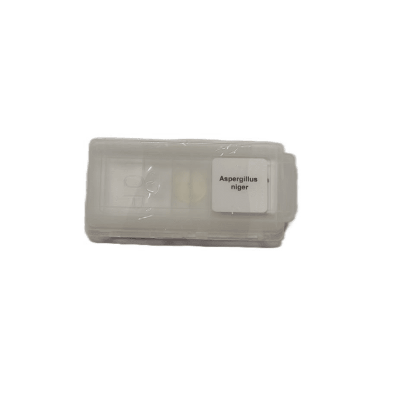 Microscope Slide - Aspergillus niger Individually packed in PP slide mailer