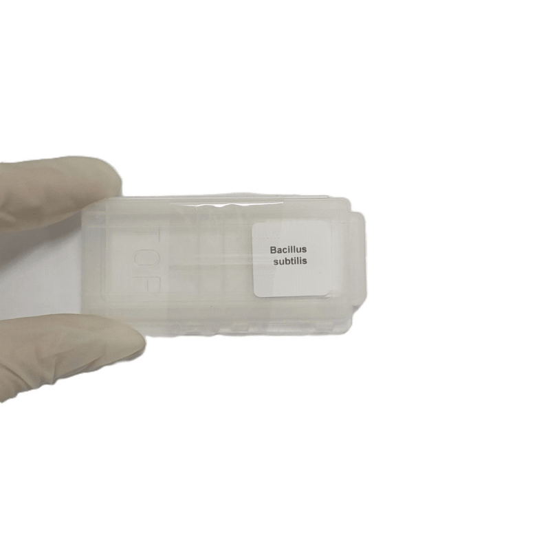 Microscope Slide - Bacillus subtilis Individually packed in PP slide mailer