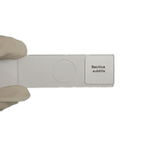 Microscope Slide - Bacillus subtilis Individually packed in PP slide mailer