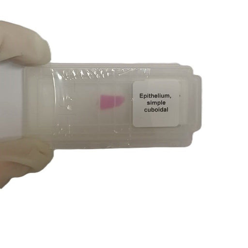 Microscope Slide - Epithelium, simple cuboidal Individually packed in PP slide mailer