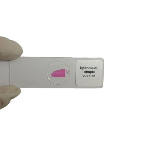 Microscope Slide - Epithelium, simple cuboidal Individually packed in PP slide mailer