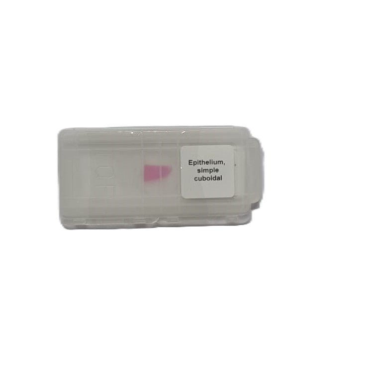 Microscope Slide - Epithelium, simple cuboidal Individually packed in PP slide mailer