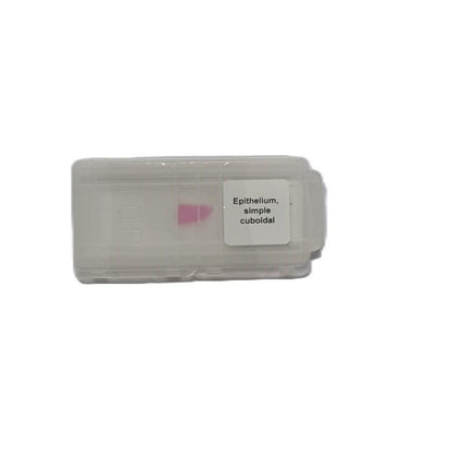 Microscope Slide - Epithelium, simple cuboidal Individually packed in PP slide mailer