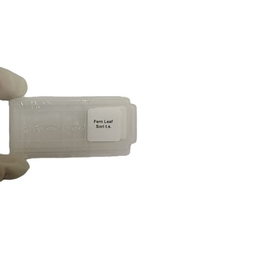 Microscope Slide - Fern Leaf Sori t.s. Individually packed in PP slide mailer