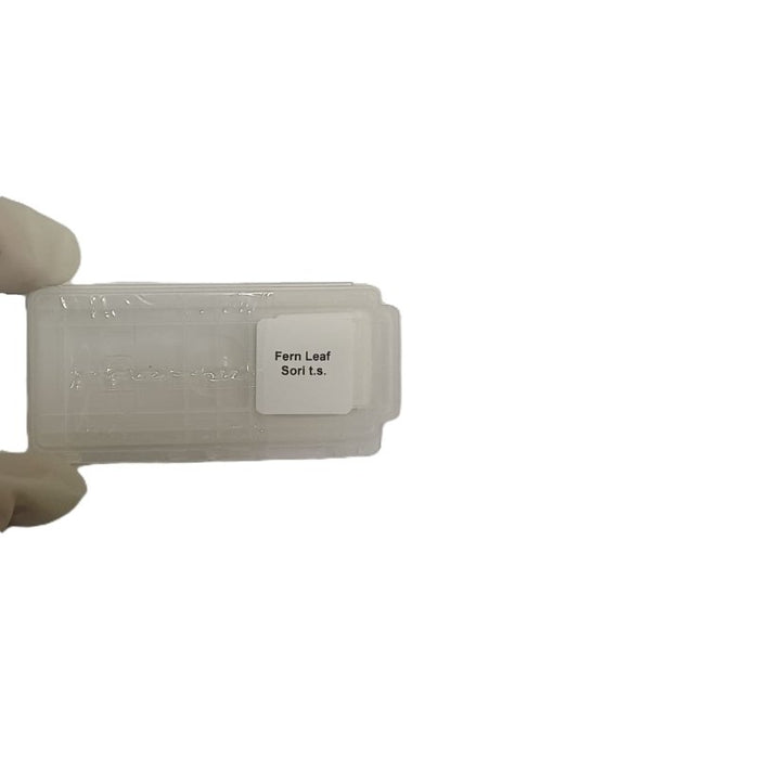 Microscope Slide - Fern Leaf Sori t.s. Individually packed in PP slide mailer