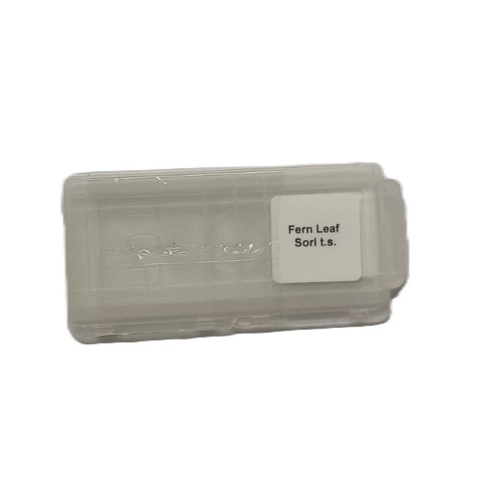 Microscope Slide - Fern Leaf Sori t.s. Individually packed in PP slide mailer