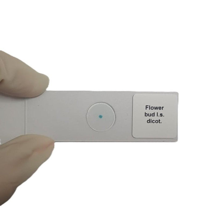 Microscope Slide - Flower bud l.s. dicot. Individually packed in PP slide mailer