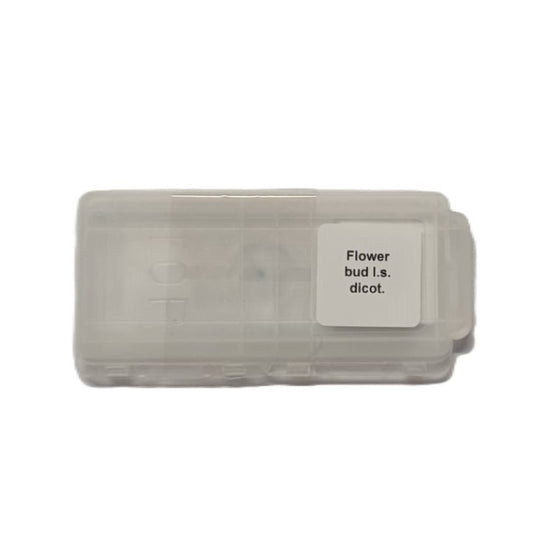 Microscope Slide - Flower bud l.s. dicot. Individually packed in PP slide mailer