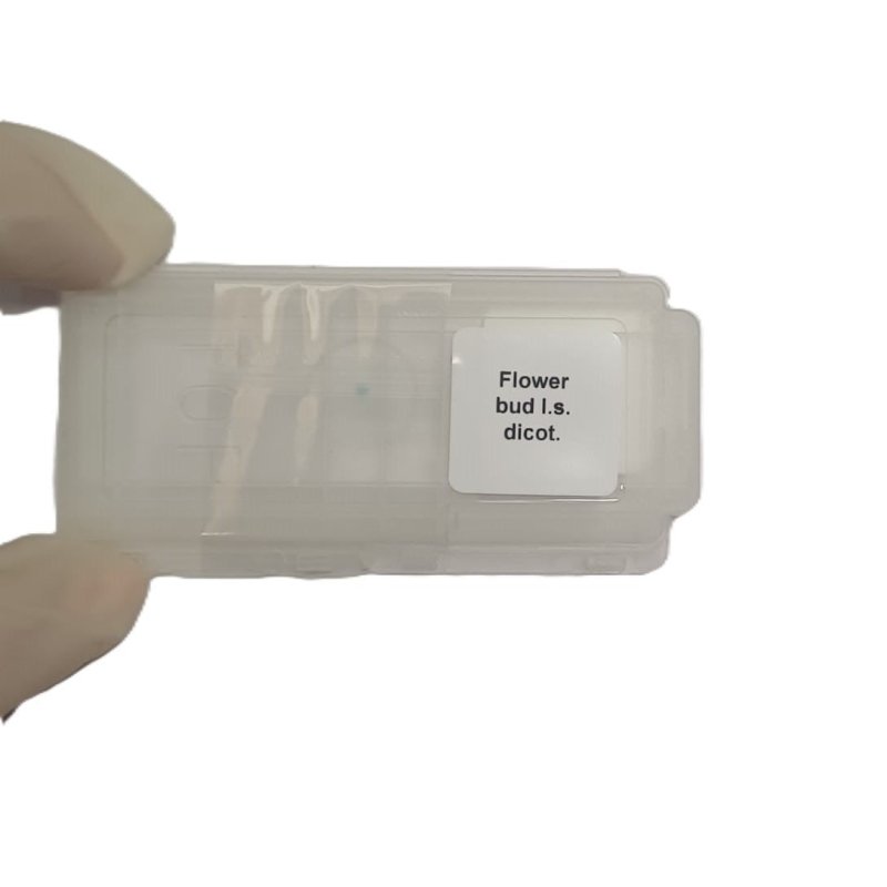 Microscope Slide - Flower bud l.s. dicot. Individually packed in PP slide mailer