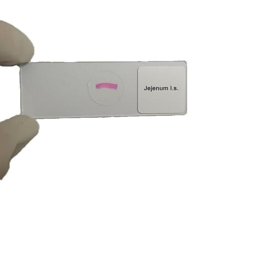 Microscope Slide - Jejenum l.s. Individually packed in PP slide mailer