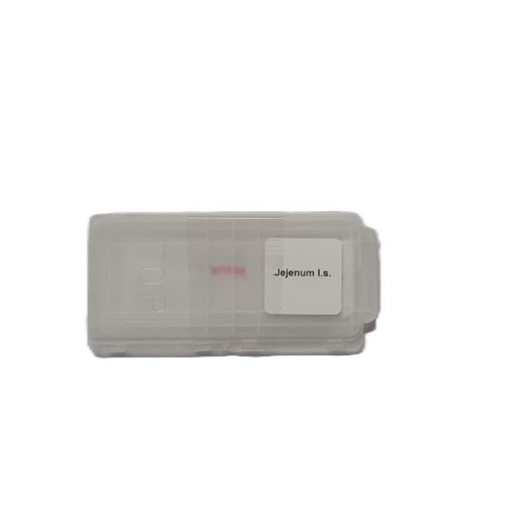 Microscope Slide - Jejenum l.s. Individually packed in PP slide mailer