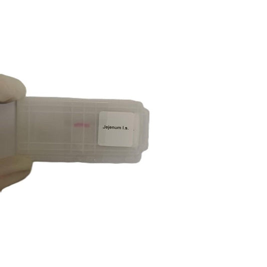 Microscope Slide - Jejenum l.s. Individually packed in PP slide mailer