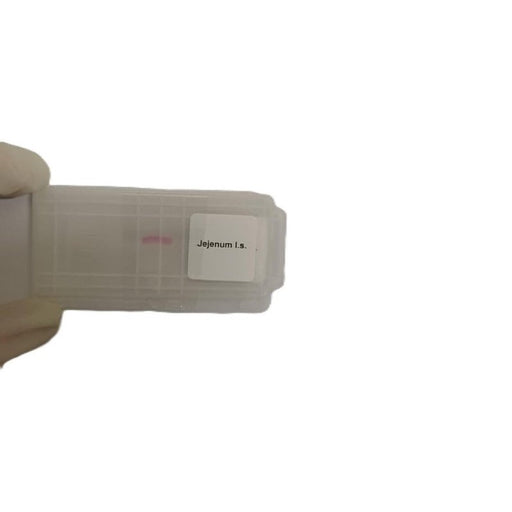 Microscope Slide - Jejenum l.s. Individually packed in PP slide mailer