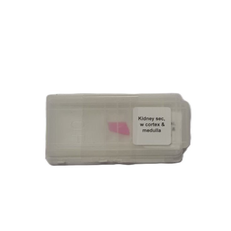 Microscope Slide - Kidney sec, w cortex &amp; medulla Individually packed in PP slide mailer