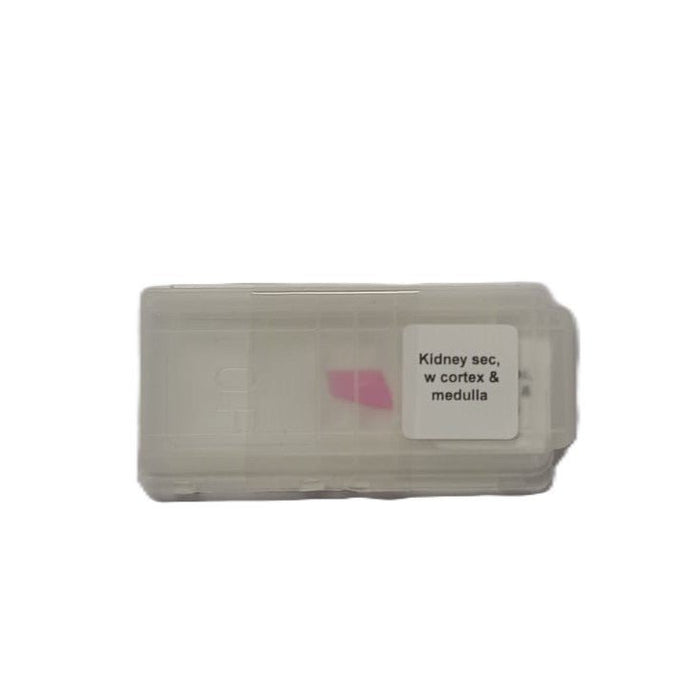 Microscope Slide - Kidney sec, w cortex &amp; medulla Individually packed in PP slide mailer
