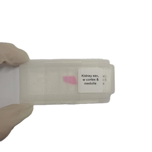 Microscope Slide - Kidney sec, w cortex &amp; medulla Individually packed in PP slide mailer