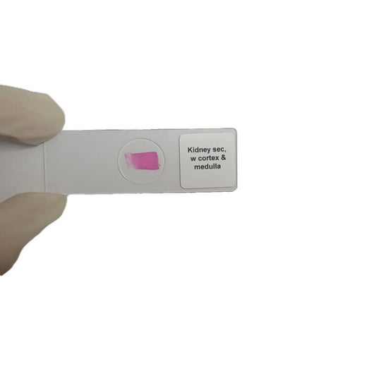 Microscope Slide - Kidney sec, w cortex &amp; medulla Individually packed in PP slide mailer