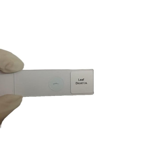 Microscope Slide - Leaf Dicot t.s. Individually packed in PP slide mailer