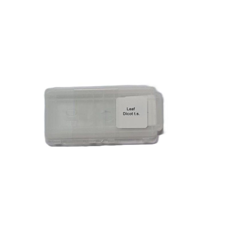 Microscope Slide - Leaf Dicot t.s. Individually packed in PP slide mailer