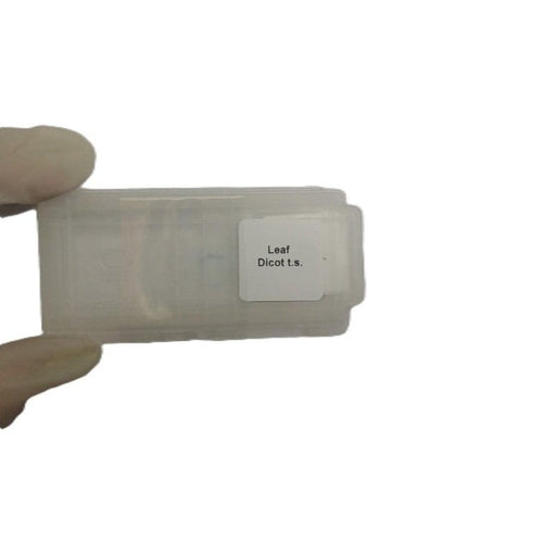 Microscope Slide - Leaf Dicot t.s. Individually packed in PP slide mailer