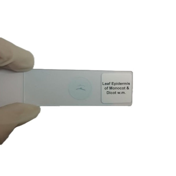 Microscope Slide - Leaf Epidermis of Monocot &amp; Dicot w.m. Individually packed in PP slide mailer