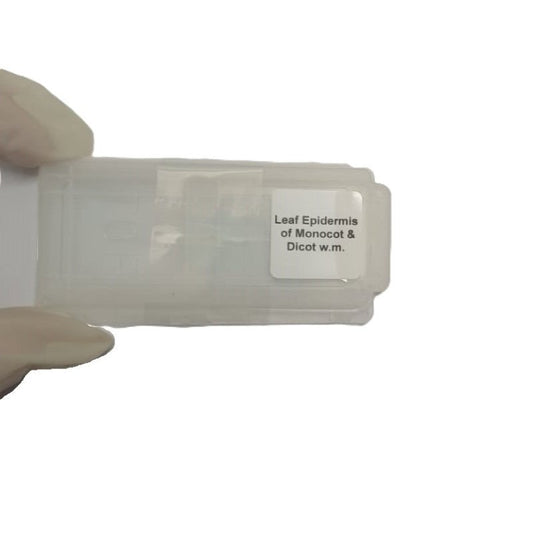 Microscope Slide - Leaf Epidermis of Monocot &amp; Dicot w.m. Individually packed in PP slide mailer