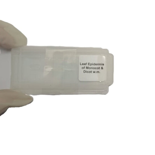 Microscope Slide - Leaf Epidermis of Monocot &amp; Dicot w.m. Individually packed in PP slide mailer