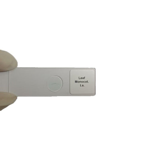 Microscope Slide - Leaf Monocot. t.s. Individually packed in PP slide mailer