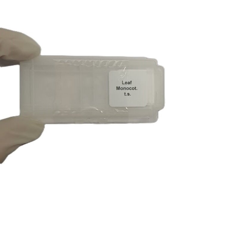 Microscope Slide - Leaf Monocot. t.s. Individually packed in PP slide mailer