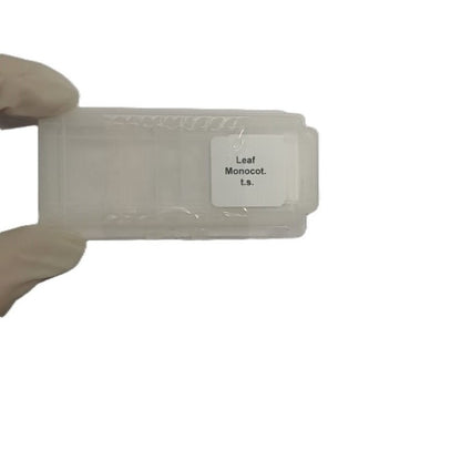 Microscope Slide - Leaf Monocot. t.s. Individually packed in PP slide mailer