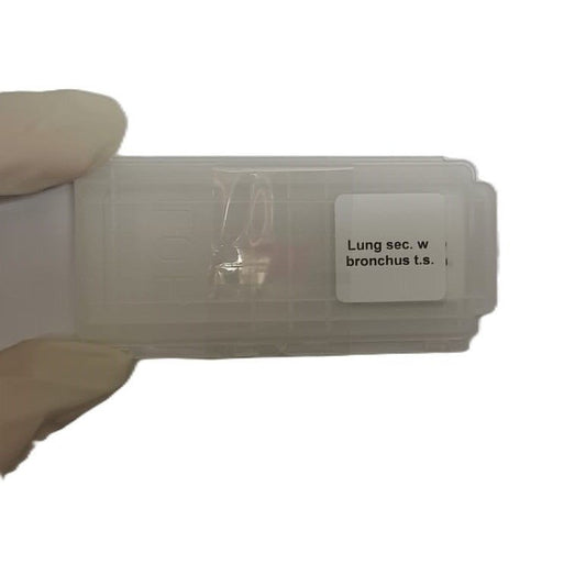 Microscope Slide - Lung sec. w bronchus t.s. Individually packed in PP slide mailer