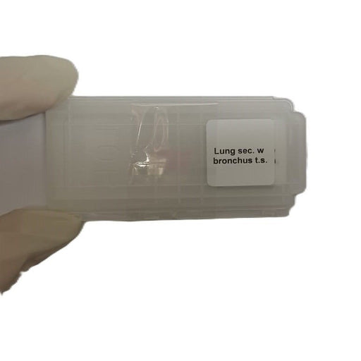 Microscope Slide - Lung sec. w bronchus t.s. Individually packed in PP slide mailer