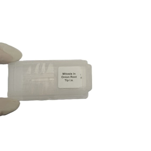Microscope Slide - Mitosis in Onion Root Tip l.s. Individually packed in PP slide mailer