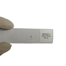 Microscope Slide - Mitosis in Onion Root Tip l.s. Individually packed in PP slide mailer