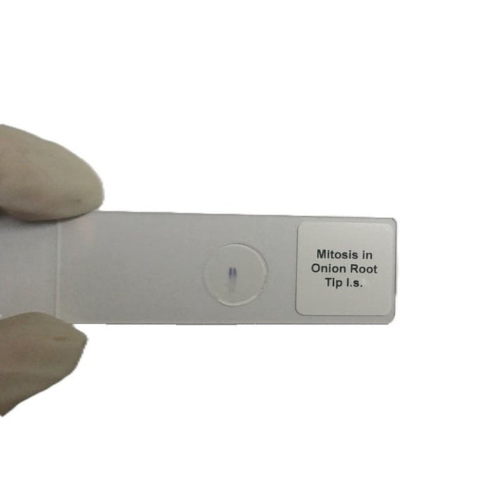 Microscope Slide - Mitosis in Onion Root Tip l.s. Individually packed in PP slide mailer