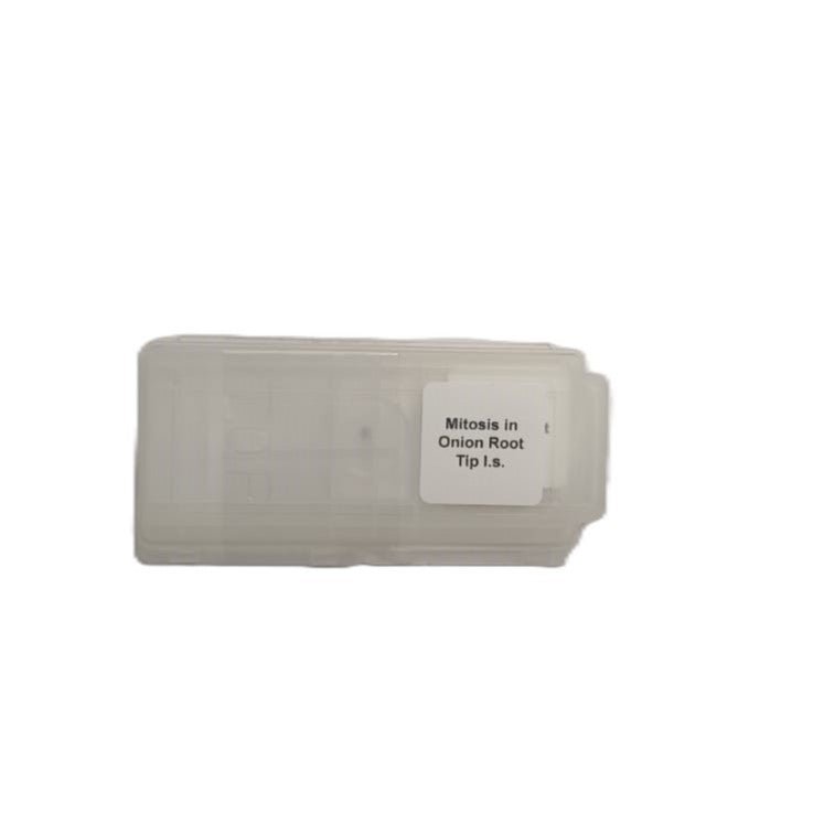 Microscope Slide - Mitosis in Onion Root Tip l.s. Individually packed in PP slide mailer