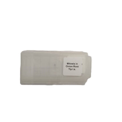 Microscope Slide - Mitosis in Onion Root Tip l.s. Individually packed in PP slide mailer