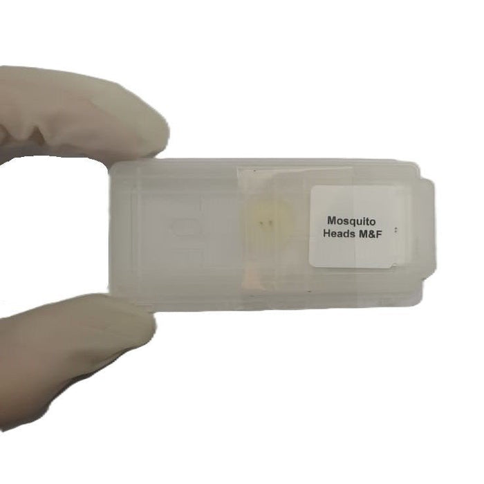 Microscope Slide - Mosquito Heads M&amp;F Individually packed in PP slide mailer