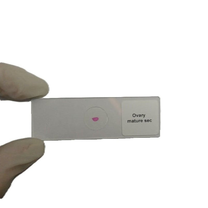 Microscope Slide - Ovary mature sec Individually packed in PP slide mailer
