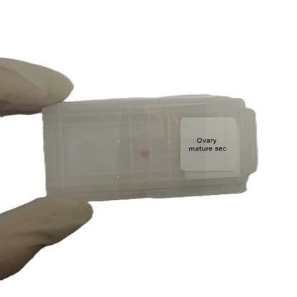 Microscope Slide - Ovary mature sec Individually packed in PP slide mailer