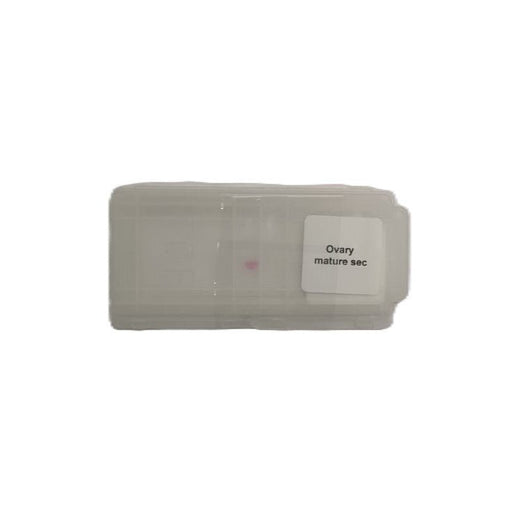 Microscope Slide - Ovary mature sec Individually packed in PP slide mailer