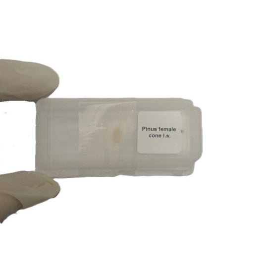 Microscope Slide - Pinus female cone l.s. Individually packed in PP slide mailer
