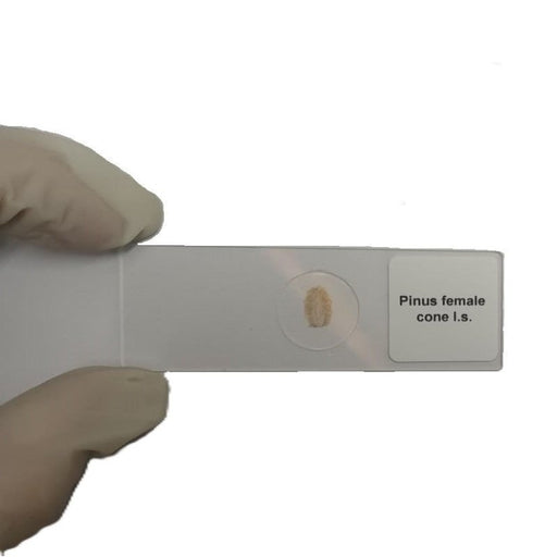 Microscope Slide - Pinus female cone l.s. Individually packed in PP slide mailer