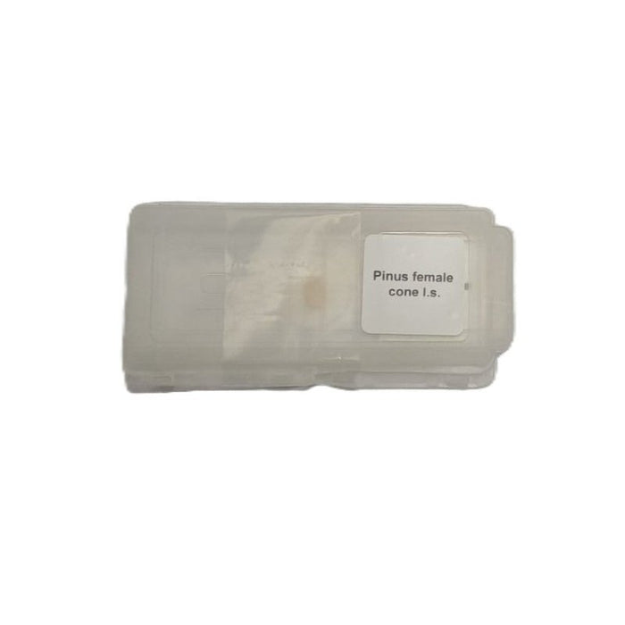 Microscope Slide - Pinus female cone l.s. Individually packed in PP slide mailer