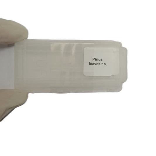 Microscope Slide - Pinus leaves t.s. Individually packed in PP slide mailer