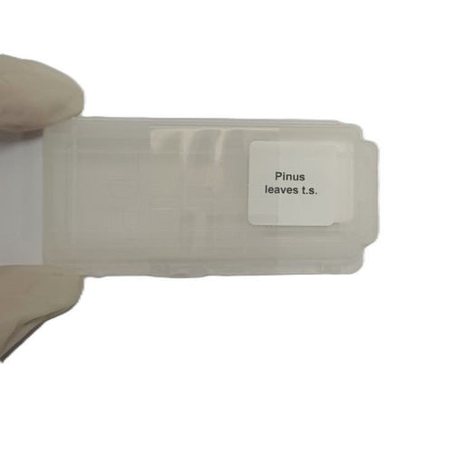 Microscope Slide - Pinus leaves t.s. Individually packed in PP slide mailer