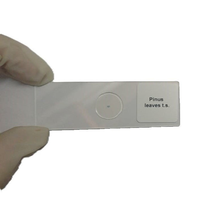 Microscope Slide - Pinus leaves t.s. Individually packed in PP slide mailer