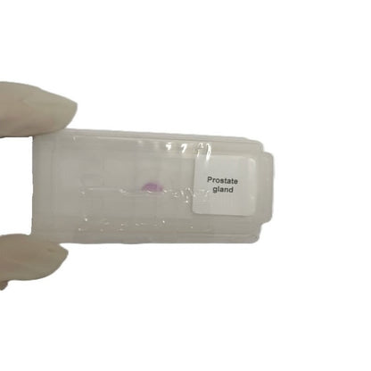 Microscope Slide - Prostate gland Individually packed in PP slide mailer