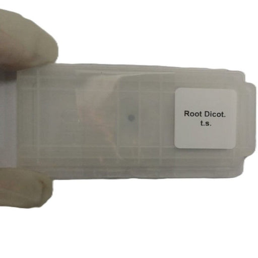 Microscope Slide - Root Dicot. t.s. Individually packed in PP slide mailer
