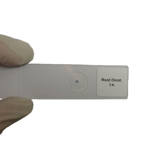 Microscope Slide - Root Dicot. t.s. Individually packed in PP slide mailer